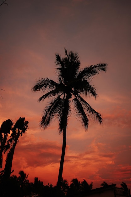Foto vista de ángulo bajo de la silueta de la palmera de coco contra el cielo romántico