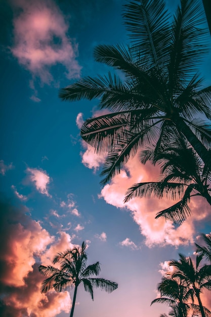 Foto vista de ángulo bajo de la silueta de la palmera de coco contra el cielo