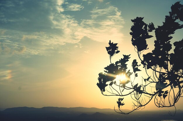 Foto vista de bajo ángulo de la silueta de una rama de árbol contra el cielo durante la puesta de sol