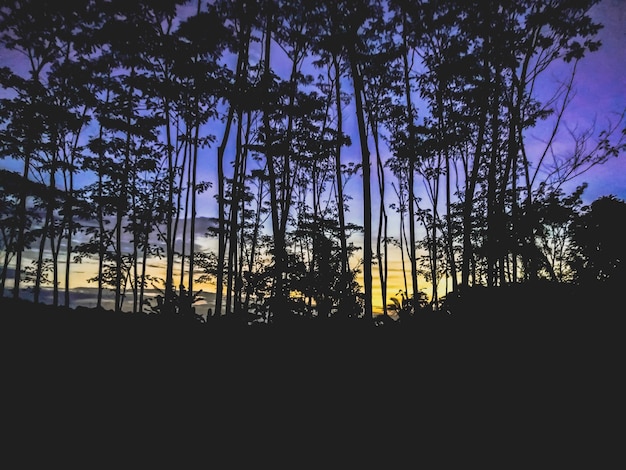 Foto vista de ángulo bajo de las siluetas de los árboles en el bosque contra el cielo