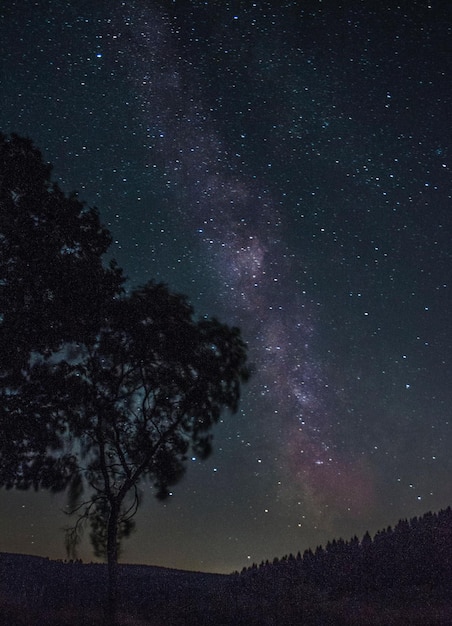 Foto vista de ángulo bajo de las siluetas de los árboles contra el campo de estrellas por la noche