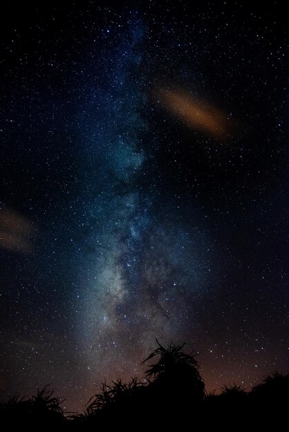 Vista de ángulo bajo de las siluetas de los árboles contra el campo de estrellas por la noche