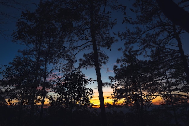 Foto vista de bajo ángulo de siluetas de árboles contra el cielo al atardecer