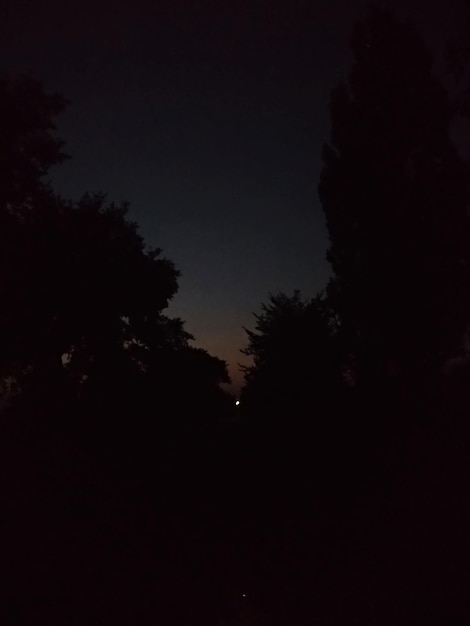 Vista de ángulo bajo de las siluetas de los árboles contra el cielo despejado por la noche