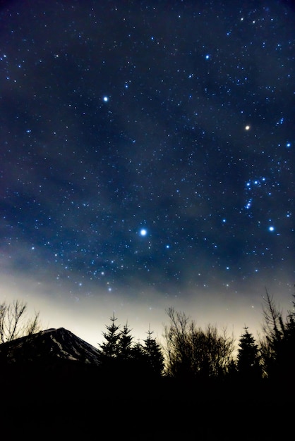 Foto vista de ángulo bajo de las siluetas de los árboles contra el cielo por la noche