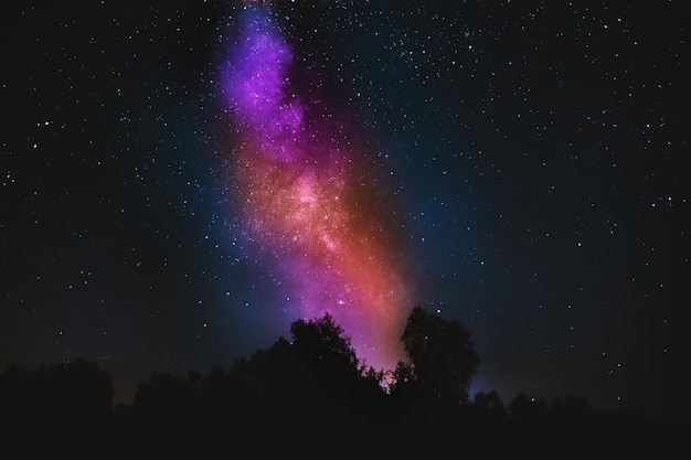 Vista de bajo ángulo de siluetas de árboles contra el cielo por la noche