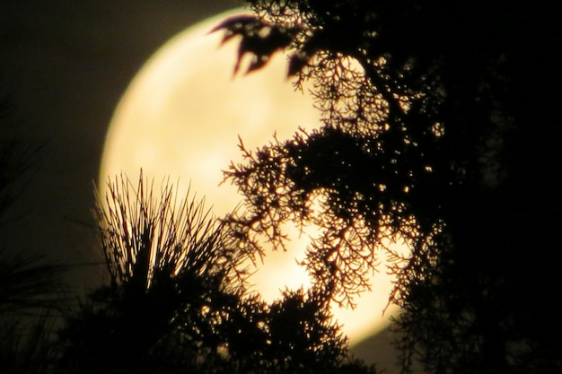 Foto vista de ángulo bajo de las siluetas de los árboles contra la majestuosa luna por la noche