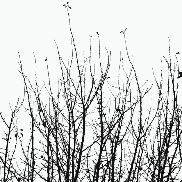 Vista de bajo ángulo de siluetas de árboles desnudos contra un cielo despejado