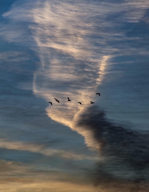 Vista de ángulo bajo de las siluetas de aves volando contra el cielo nublado durante la puesta de sol