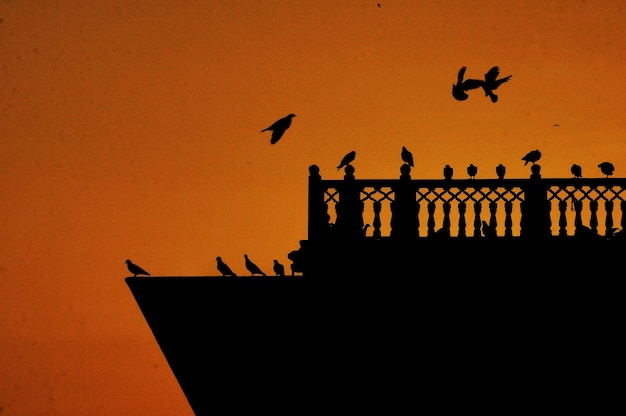 Foto vista de ángulo bajo de las siluetas de aves volando contra el cielo durante la puesta de sol