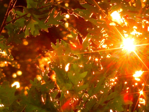 Foto vista de bajo ángulo del sol brillando a través del árbol