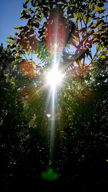 Foto vista de bajo ángulo del sol brillando a través de los árboles