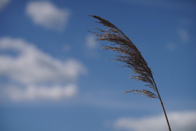 Foto vista de ángulo bajo de los tallos contra el cielo azul