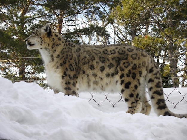 Foto vista de ángulo bajo del tigre en la nieve