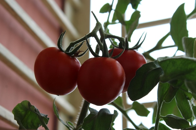 Vista de ángulo bajo del tomate en el árbol