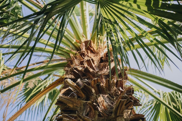 Vista de ángulo bajo del tronco de la palmera y las hojas en el fondo del cielo