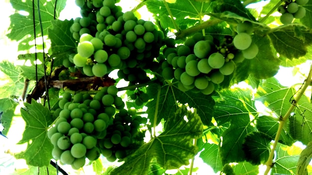 Vista de ángulo bajo de uvas que crecen en viñedos.