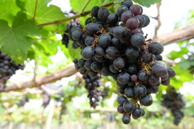 Foto vista en bajo ángulo de las uvas en el viñedo