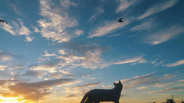 Foto vista de bajo ángulo de una vaca volando contra el cielo durante la puesta de sol