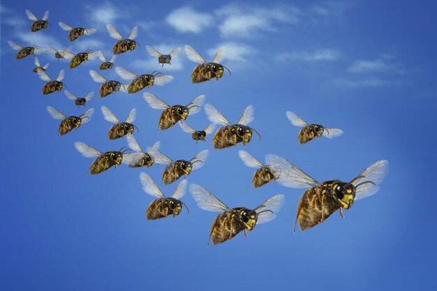 Vista de bajo ángulo del vuelo de las abejas