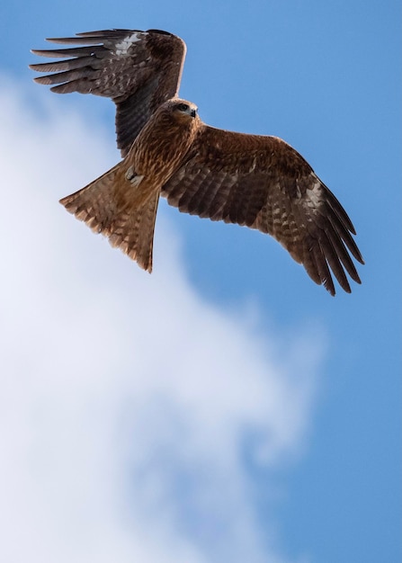 Vista desde un ángulo bajo del vuelo del águila