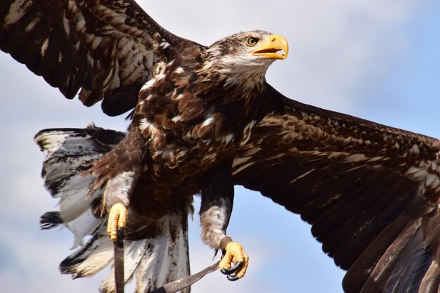 Foto vista de ángulo bajo del vuelo del águila