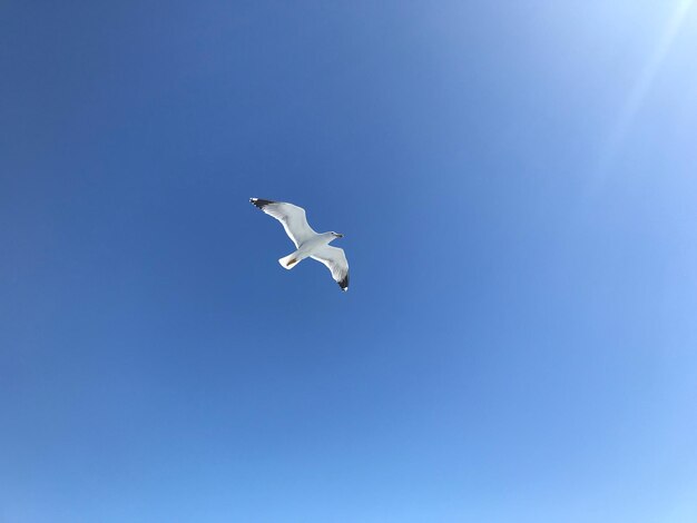 Foto vista de bajo ángulo del vuelo de la gaviota