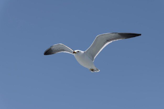 Foto vista de bajo ángulo del vuelo de la gaviota