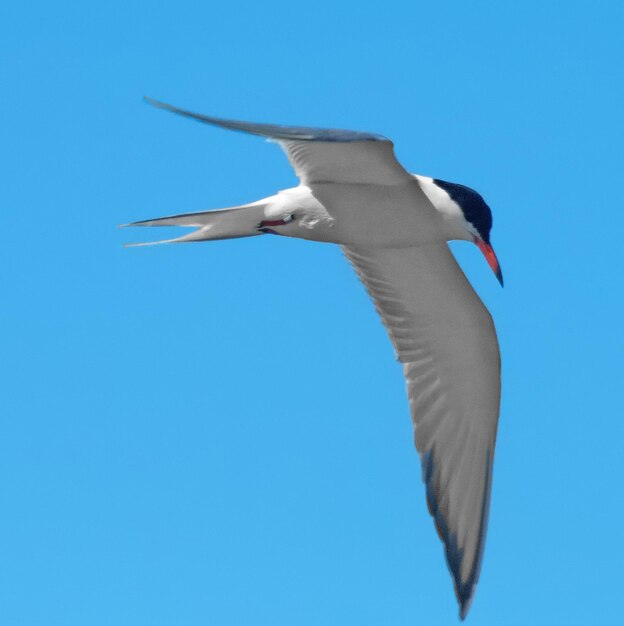 Foto vista de bajo ángulo del vuelo de la gaviota