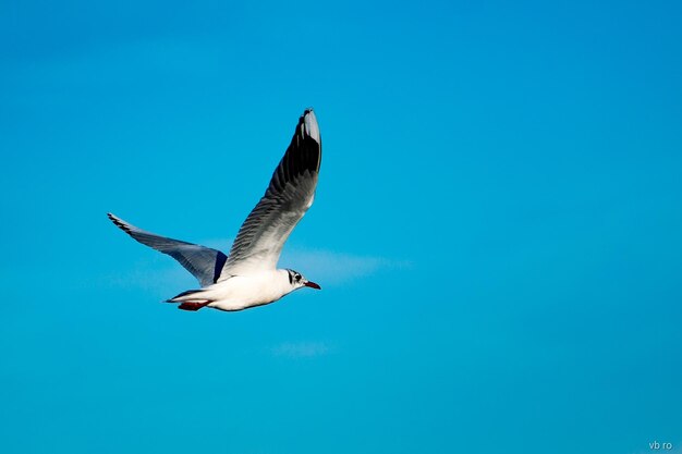 Foto vista de bajo ángulo del vuelo de la gaviota