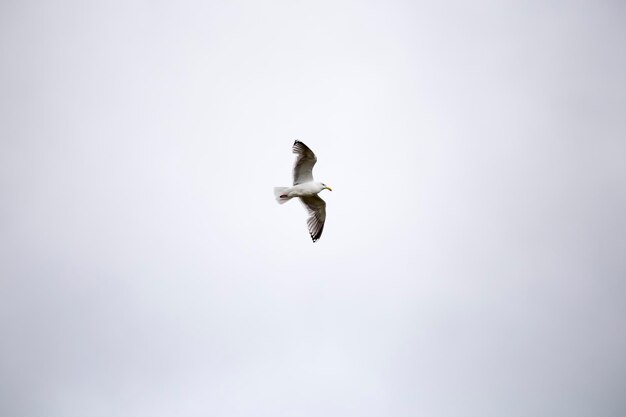 Foto vista de bajo ángulo del vuelo de la gaviota