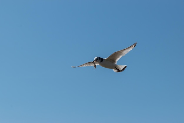 Vista de bajo ángulo del vuelo de la gaviota