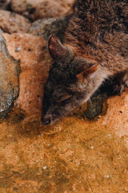 Foto vista de un animal desde un ángulo alto