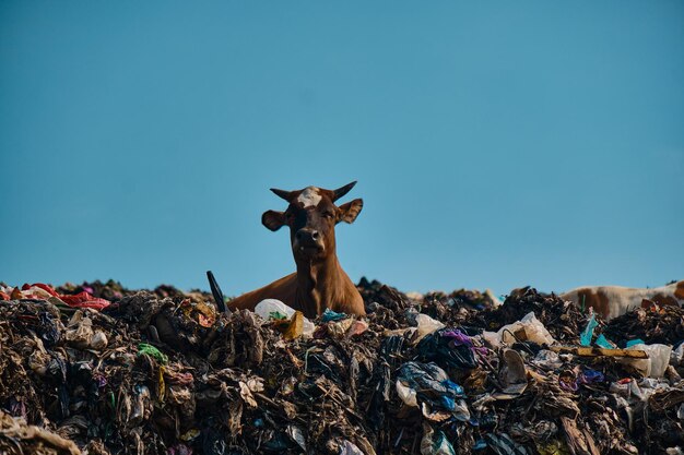 Foto vista de un animal en la basura