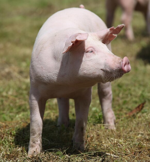 Foto vista de un animal en el campo