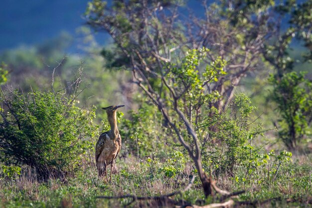 Foto vista de un animal en el campo