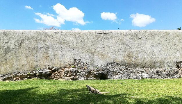 Vista de un animal en el campo