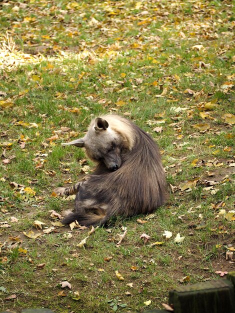 Foto vista de un animal en el campo