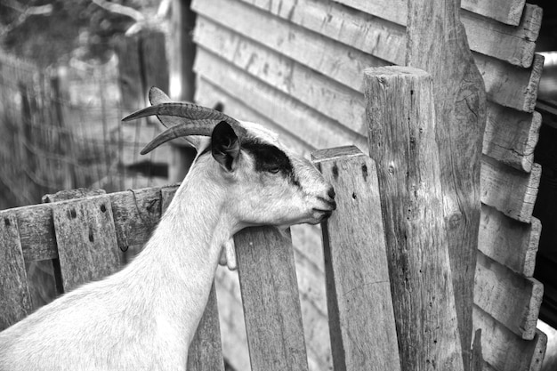 Foto vista de un animal en la madera