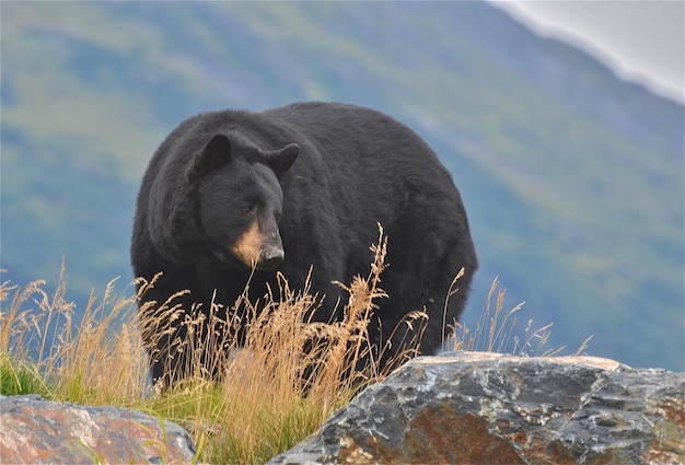 Foto vista de un animal en una roca