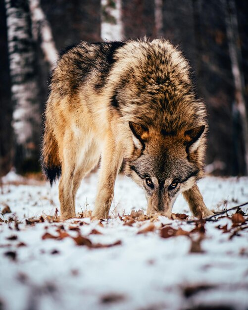 Foto vista de un animal en un terreno cubierto de nieve