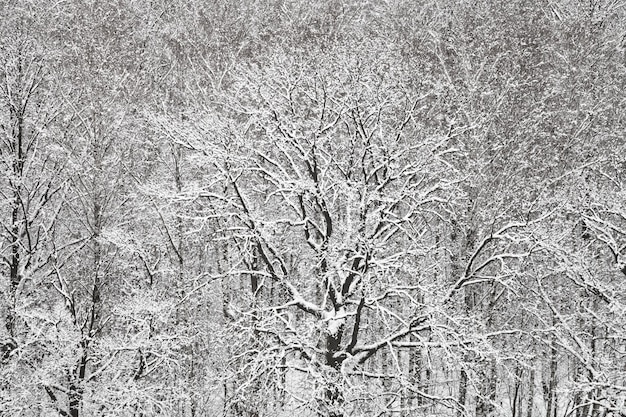 Vista anterior de bosques de robles y abedules nevados