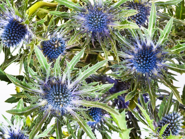 Vista anterior de flores de Thistle eryngium azul