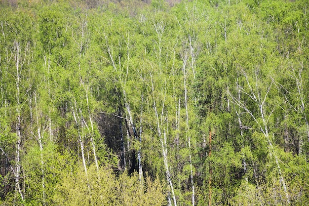 Vista anterior del follaje verde en primavera