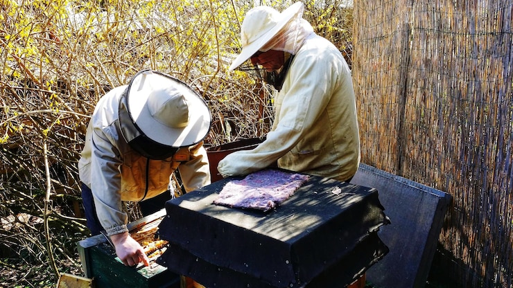 Foto vista de los apicultores que trabajan al aire libre
