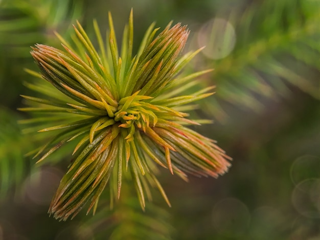 Vista aproximada da árvore de natal com fundo de efeito bokeh