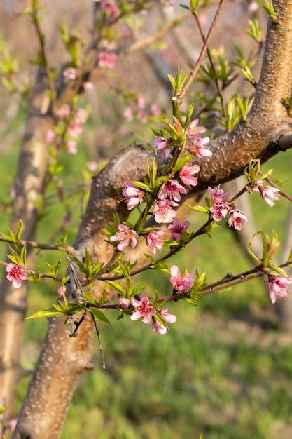 Foto vista aproximada da flor do pessegueiro na primavera