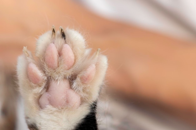 Vista aproximada da pata de gato felino com sujeira em unhas afiadas e espaço de cópia