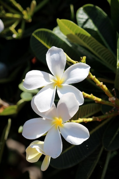 Vista aproximada das flores plumeria