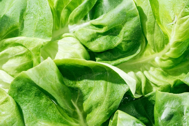 Vista aproximada das folhas frescas de alface verde molhada orgânica com gotas de água